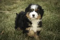 Pandora, a female Bernedoodle for sale in Milford, IN – Photo 7 of 10