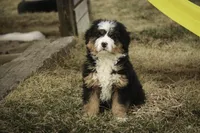 Pandora, a female Bernedoodle for sale in Milford, IN – Photo 10 of 10