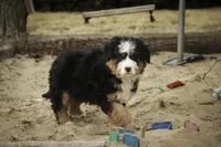 Pandora, a female Bernedoodle for sale in Milford, IN – Photo 6 of 10