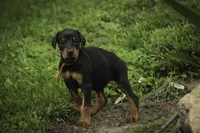 Isadora - AKC, health tested parents, a female Doberman Pinscher for sale in Milford, IN – 5 of 10
