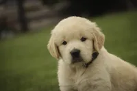 Bennet - AKC, health tested parents, a male Golden Retriever for sale in Milford, IN – 2 of 9