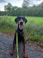 Elowen - AKC, health tested lines, a female Doberman Pinscher for sale in Milford, IN – 6 of 9