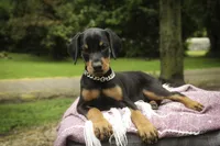 Delphine - AKC, Health tested lines, a female Doberman Pinscher for sale in Milford, IN – 5 of 10