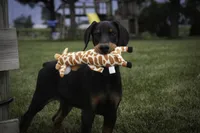 Griffin - AKC, health tested lines, a male Doberman Pinscher for sale in Milford, IN – 6 of 10