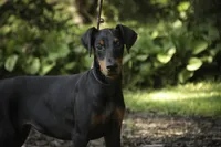 Elowen - AKC, health tested lines, a female Doberman Pinscher for sale in Milford, IN – 3 of 10