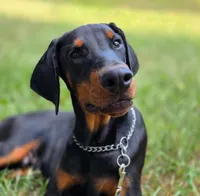 Malcolm - AKC, Health tested lines, a male Doberman Pinscher for sale in Milford, IN – 5 of 9