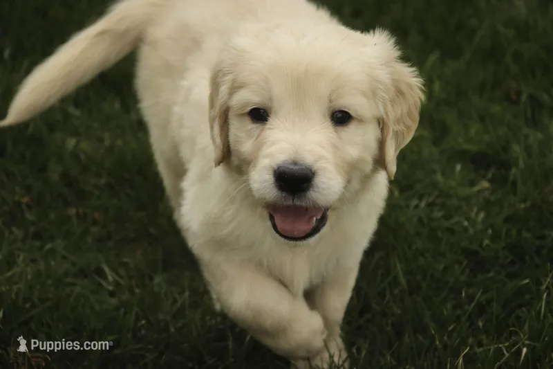 Mica - AKC, health tested, CH lines – Golden Retriever puppy for sale in Milford, IN