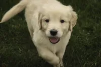 Mica - AKC, health tested, CH lines, a male Golden Retriever for sale in Milford, IN – Photo 1 of 8