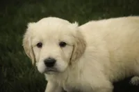 Mica - AKC, health tested, CH lines, a male Golden Retriever for sale in Milford, IN – Photo 2 of 8