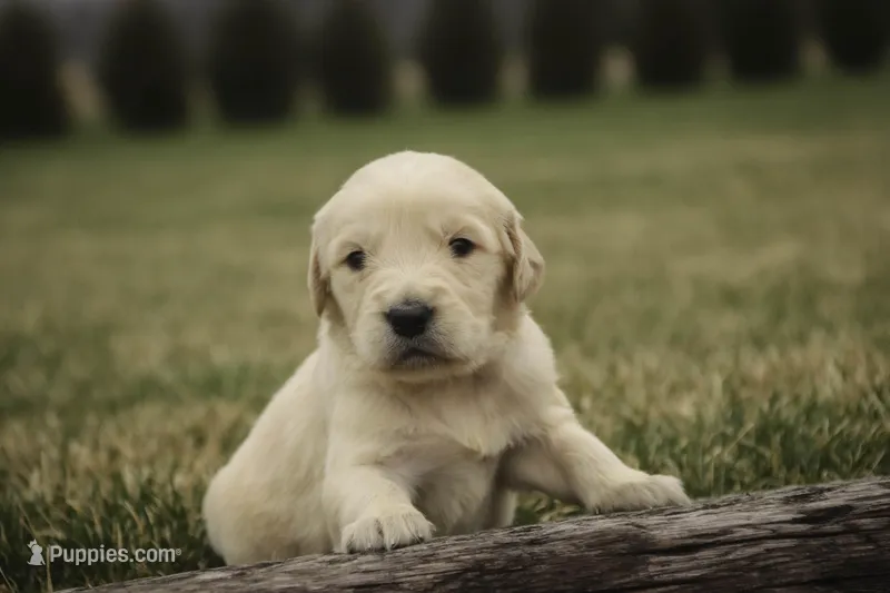 Mica - AKC, health tested, CH lines – Golden Retriever puppy for sale in Milford, IN