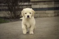 Mica - AKC, health tested, CH lines, a male Golden Retriever for sale in Milford, IN – Photo 3 of 8