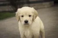 Mica - AKC, health tested, CH lines, a male Golden Retriever for sale in Milford, IN – Photo 5 of 8