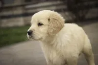 Mica - AKC, health tested, CH lines, a male Golden Retriever for sale in Milford, IN – Photo 4 of 8