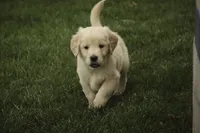 Mica - AKC, health tested, CH lines, a male Golden Retriever for sale in Milford, IN – Photo 6 of 8