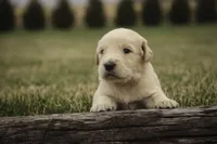 Mica - AKC, health tested, CH lines, a male Golden Retriever for sale in Milford, IN – Photo 3 of 9