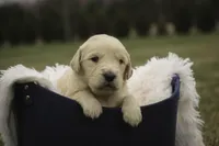 Mica - AKC, health tested, CH lines, a male Golden Retriever for sale in Milford, IN – Photo 2 of 9