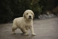 Mica - AKC, health tested, CH lines, a male Golden Retriever for sale in Milford, IN – Photo 5 of 9