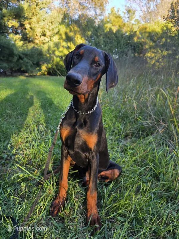 Malcolm - AKC, Health tested lines – Doberman Pinscher puppy for sale in Milford, IN