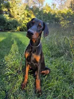 Malcolm - AKC, Health tested lines, a male Doberman Pinscher for sale in Milford, IN – 2 of 9
