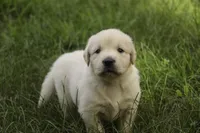 Cooper - AKC , a male English Cream Golden Retriever for sale in Milford, IN – 6 of 9
