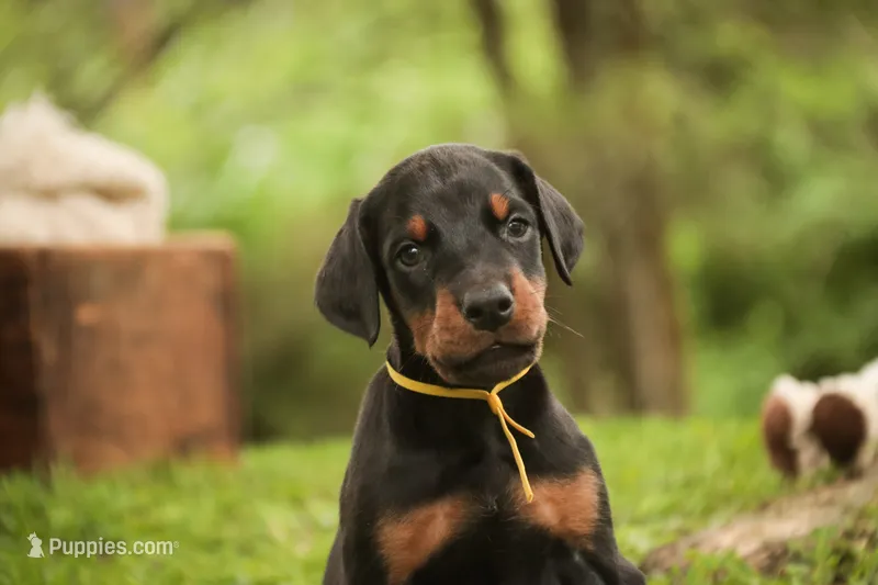 Leopold - AKC, health tested lines – Doberman Pinscher puppy for sale in Milford, IN