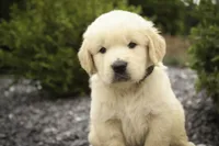 Bennet - AKC, health tested parents, a male Golden Retriever for sale in Milford, IN – 7 of 9