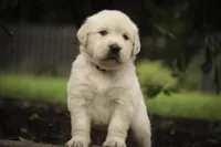 Norah - AKC, a female English Cream Golden Retriever for sale in Milford, IN – 6 of 8