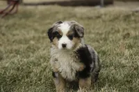 Penelope, a female Bernedoodle for sale in Milford, IN – Photo 4 of 10