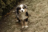 Penelope, a female Bernedoodle for sale in Milford, IN – Photo 9 of 10