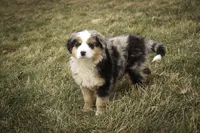 Penelope, a female Bernedoodle for sale in Milford, IN – Photo 10 of 10