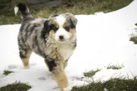 Penelope, a female Bernedoodle for sale in Milford, IN – Photo 3 of 10