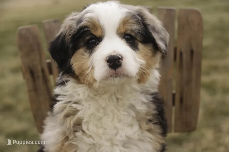 Penelope, a female Bernedoodle for sale in Milford, IN – Photo 1 of 10