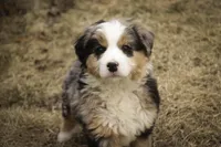 Penelope, a female Bernedoodle for sale in Milford, IN – Photo 5 of 10
