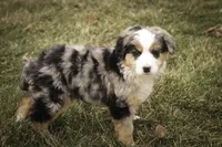 Penelope, a female Bernedoodle for sale in Milford, IN – Photo 7 of 10