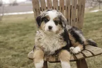 Penelope, a female Bernedoodle for sale in Milford, IN – Photo 2 of 10