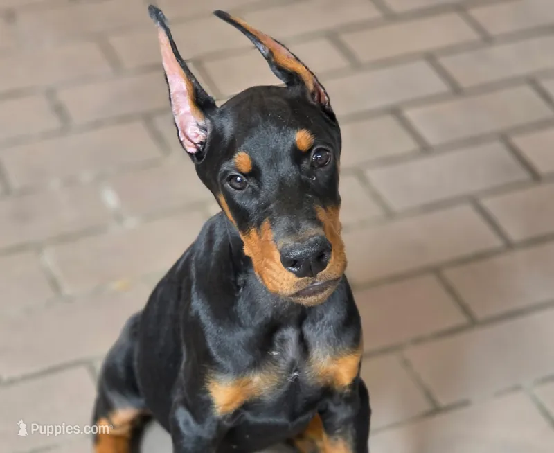 Leopold - AKC, health tested lines – Doberman Pinscher puppy for sale in Milford, IN