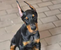 Leopold - AKC, health tested lines, a male Doberman Pinscher for sale in Milford, IN – 1 of 8