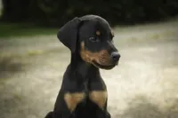 Griffin - AKC, health tested lines, a male Doberman Pinscher for sale in Milford, IN – 4 of 7