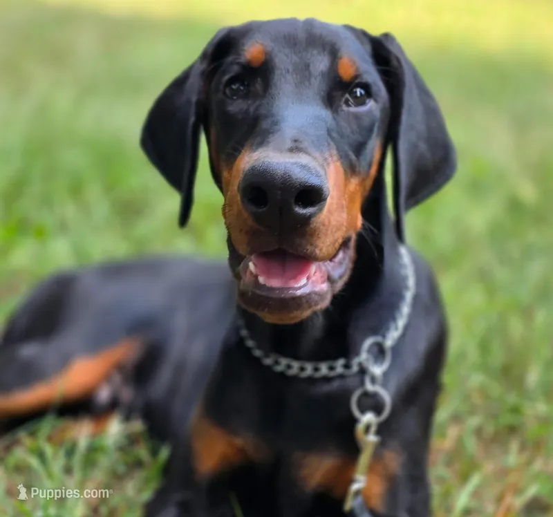 Malcolm - AKC, Health tested lines – Doberman Pinscher puppy for sale in Milford, IN