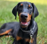 Malcolm - AKC, Health tested lines, a male Doberman Pinscher for sale in Milford, IN – 4 of 9
