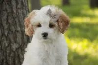 Pebbles, a female Cavalier King Charles Spaniel and Miniature Bernedoodle for sale in Milford, IN – 2 of 9