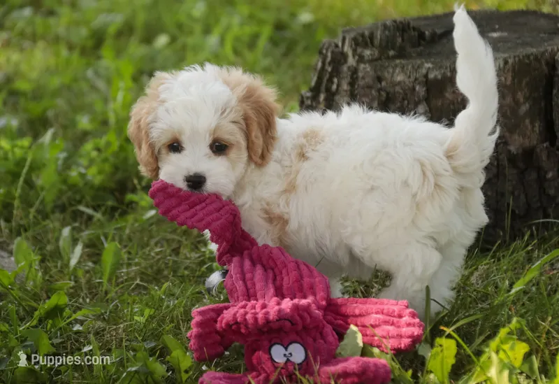 Pebbles – Cavalier King Charles Spaniel, Miniature Bernedoodle puppy for sale in Milford, IN