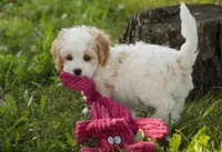 Pebbles, a female Cavalier King Charles Spaniel and Miniature Bernedoodle for sale in Milford, IN – 1 of 9