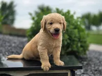 Bingley - AKC, health tested parents, a male Golden Retriever for sale in Milford, IN – 3 of 6
