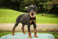 Elowen - AKC, health tested lines, a female Doberman Pinscher for sale in Milford, IN – 5 of 7