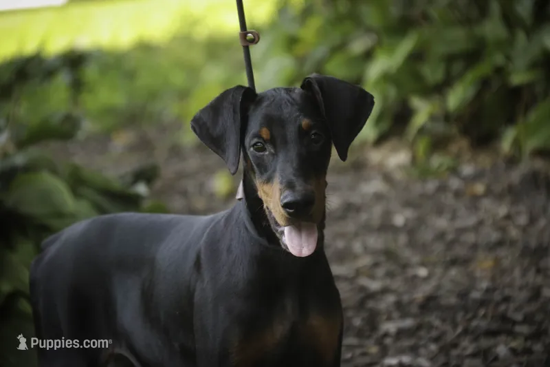 Elowen - AKC, health tested lines – Doberman Pinscher puppy for sale in Milford, IN
