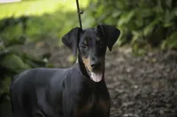 Elowen - AKC, health tested lines, a female Doberman Pinscher for sale in Milford, IN – 1 of 10
