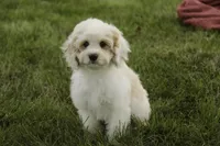 Gnome - Munchkin Bernedoodle, a male Cavalier King Charles Spaniel and Miniature Bernedoodle for sale in Milford, IN – 2 of 7