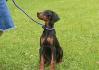 Elowen - AKC, health tested lines, a female Doberman Pinscher for sale in Milford, IN – 8 of 10