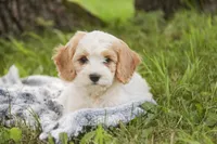 Fairy - Munchkin Bernedoodle, a female Cavalier King Charles Spaniel and Miniature Bernedoodle for sale in Milford, IN – 2 of 8